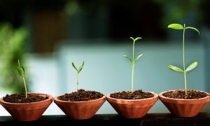 8 tegn på følelsesmæssig vækst