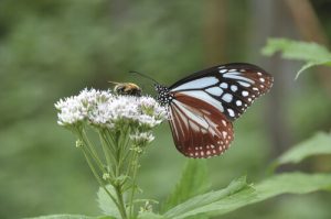 Flyv som en sommerfugl og stik som en bi