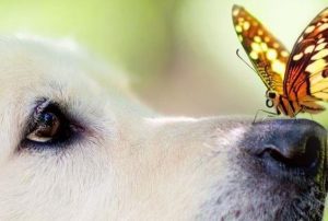 Hvorfor påvirker følelser os mere end fornuft?