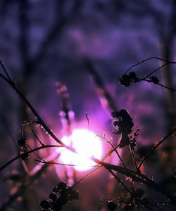 En rejse ind i introspektion