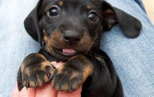 Du har ikke levet, indtil du har elsket et dyr