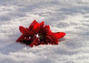 Wim Hof: Den hollandske ismand