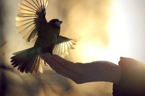 En fugl lander på en hånd