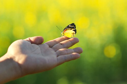 En hånd holder en gul sommerfugl