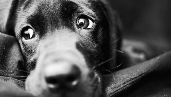 Hund med triste øjne viser sorgen ved at miste sit kæledyr