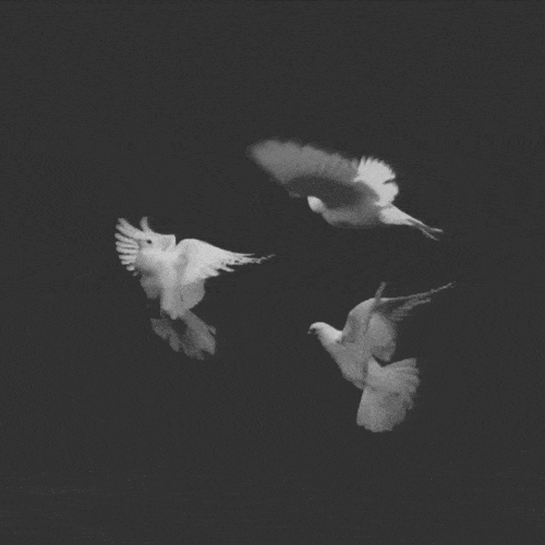 Hvide duer flyver på sort himmel