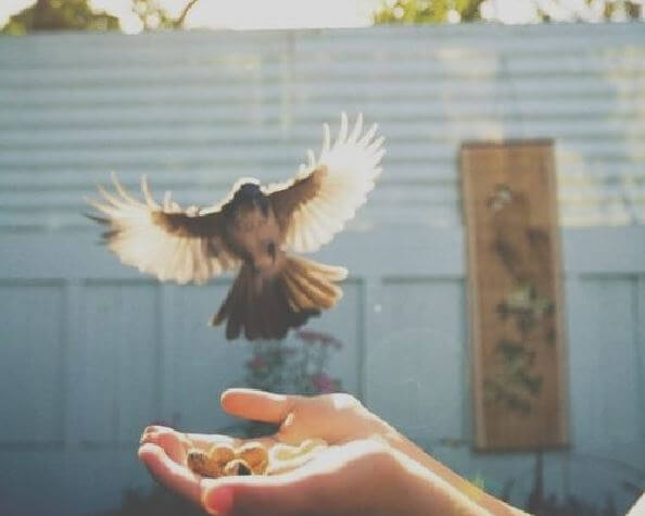 Fugl lander på en hånd