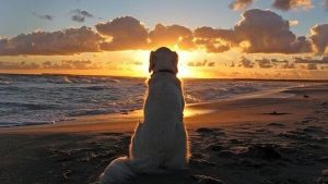 Sorgen over at miste sit kæledyr er svær at glemme