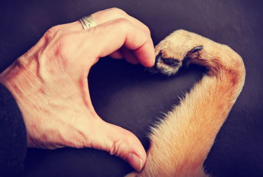 En hånd og en hundepote danner et hjerte