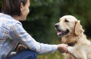 Hvordan genkender hunde ansigter?