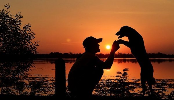 Mennesker og hunde foran solnedgang
