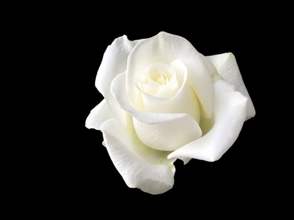 Den hvide rose var navnet på modstandsgruppen, som Sophie Scholl var med i
