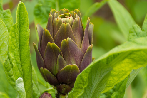 Historie om blomster og artiskok som lærer os om kærligheden