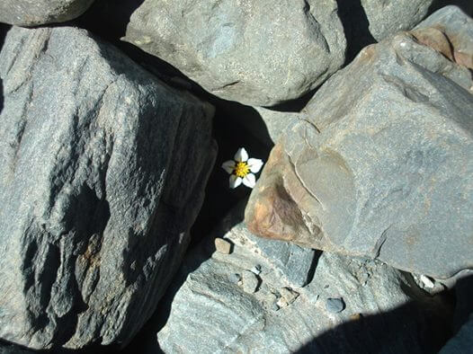 Lille blomst blandt store sten
