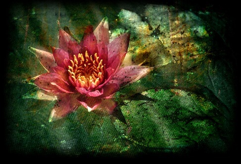 Lotusblomsten