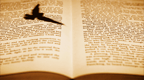 Bog med fugl symboliserer intelligente mennesker