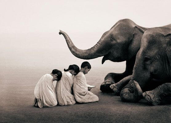 Børn sidder foran elefant