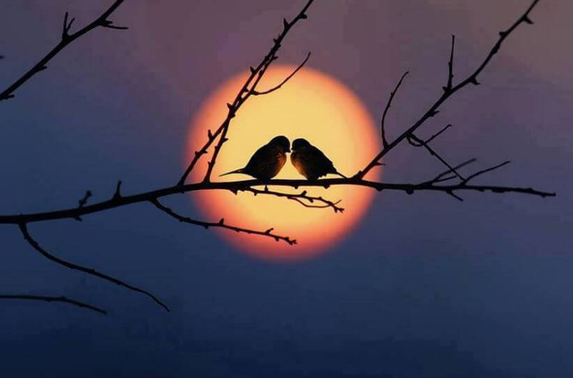 To fugle på gren foran måne