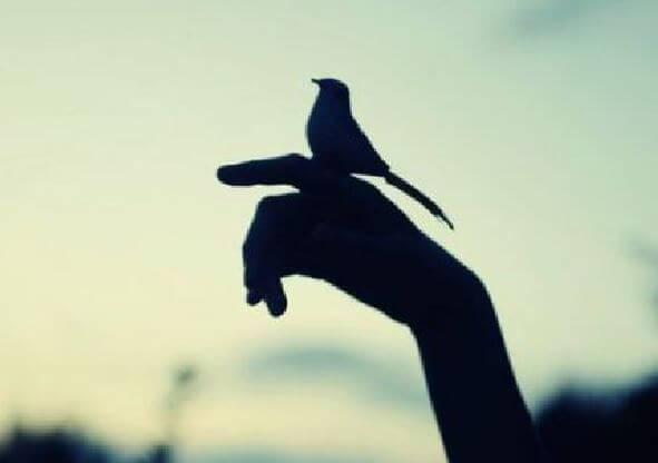 Silhuet af fugl, der sidder på hånd