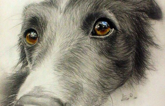 En hund viser, hvordan et dyrs øjne kan udtrykke kærlighed