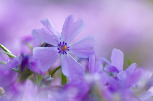 Små lilla blomster