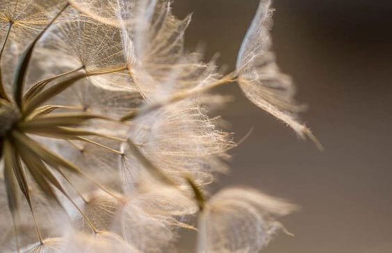 Pust en mælkebøtte og ønsk et ønske om håb