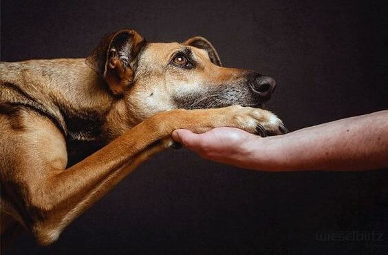 En hund giver menneske poten