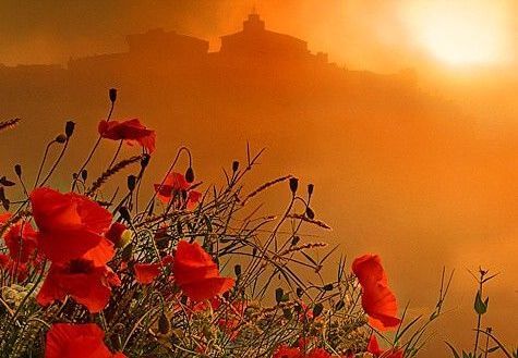 Solopgang foran blomster