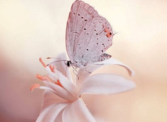 Hvid sommerfugl på blomst lader vingerne flyde