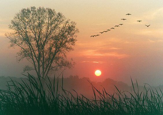 Landskab med solnedgang og fugle. Lad tiden flyde