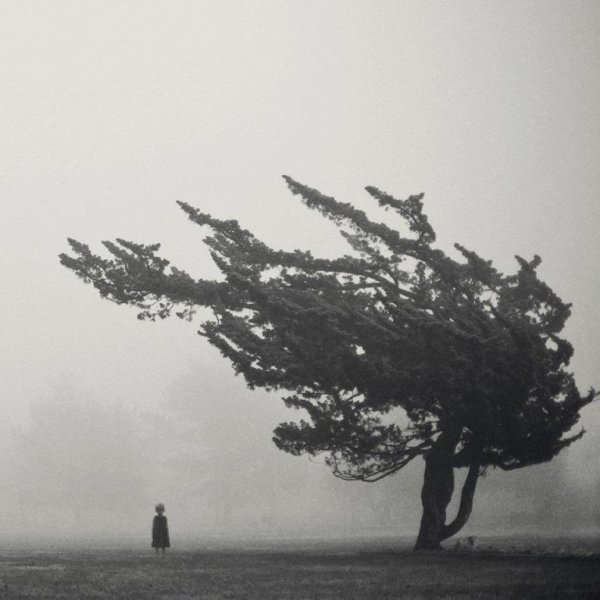 Person står under vindblæst træ