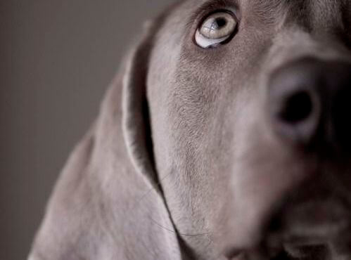 En hund