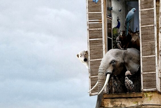 Elefant i vindue