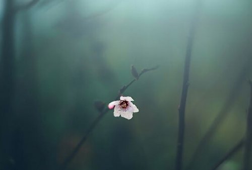 En enkelt blomst