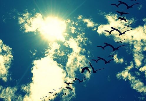 fugle flyver frihed. Man skal værdsætte sit liv.