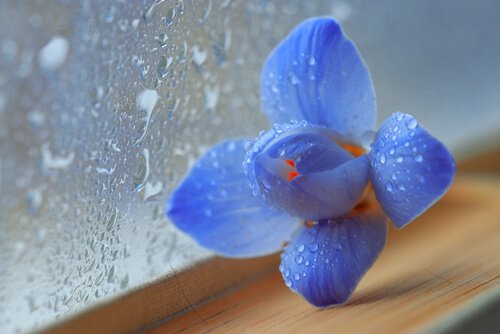 Blå orkide foran rude med regn på