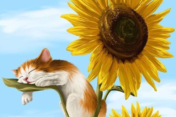 Kat sover på solsikke