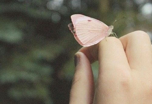 lyserød sommerfugl. Selvsikkert