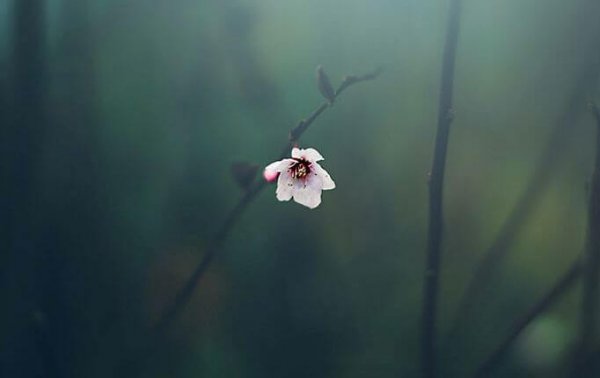 En enkelt blomst