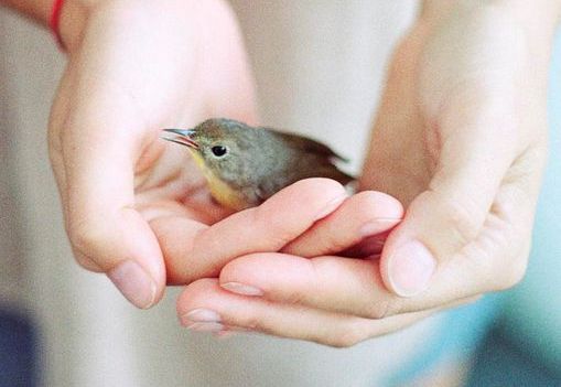 Lille fugl i to hænder