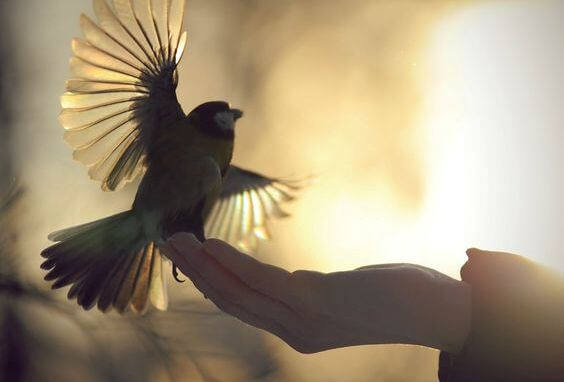 Fugl i hånd oplever frihed