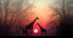 Stop op, lad din sjæl indhente dig: en smuk afrikansk historie