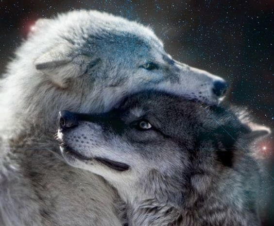 To grå ulve deler kærtegn