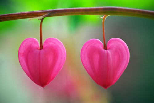 Blomster formet som hjerter