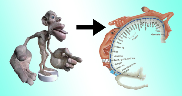 Homunculus