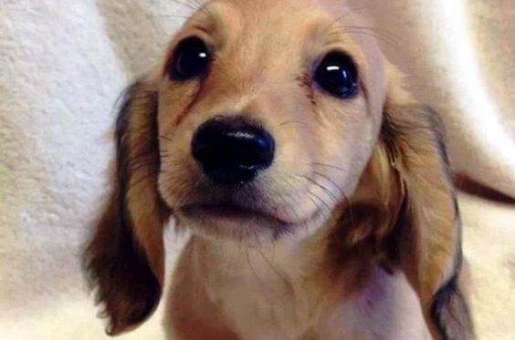 Hvalp lever simpelt liv