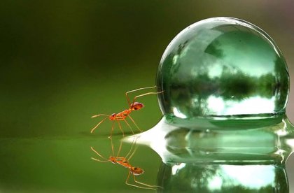 Myre og vand bobbel. Overanstrengelse