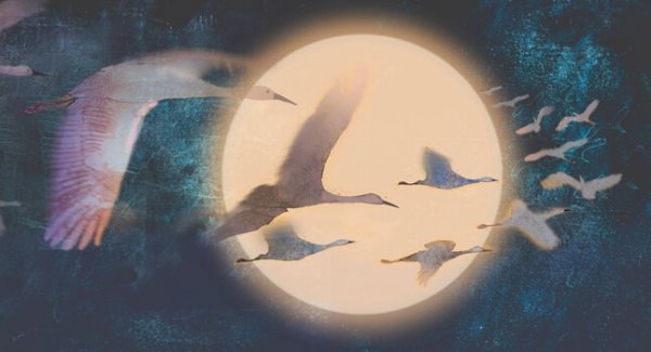 Svaner flyver foran måne
