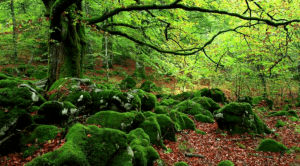 Skovbadning: en modgift mod stress