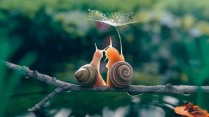 Den langsomme bevægelse: et langsommere liv